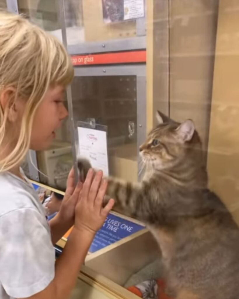 cat and girl touching each other through glass