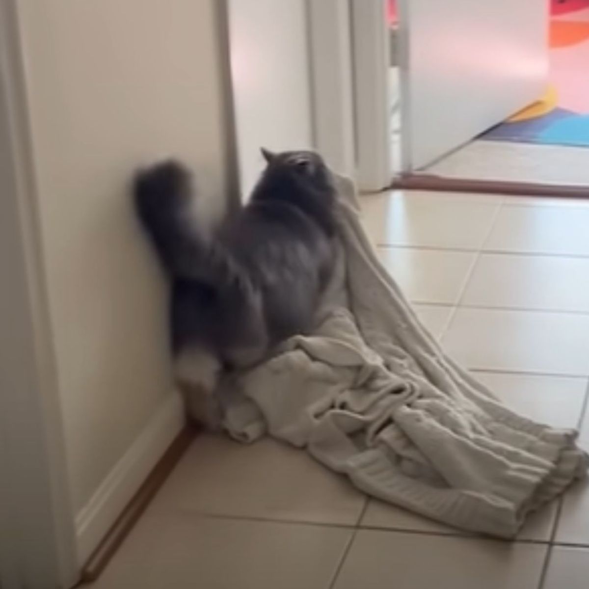 cat carrying blanket in mouth