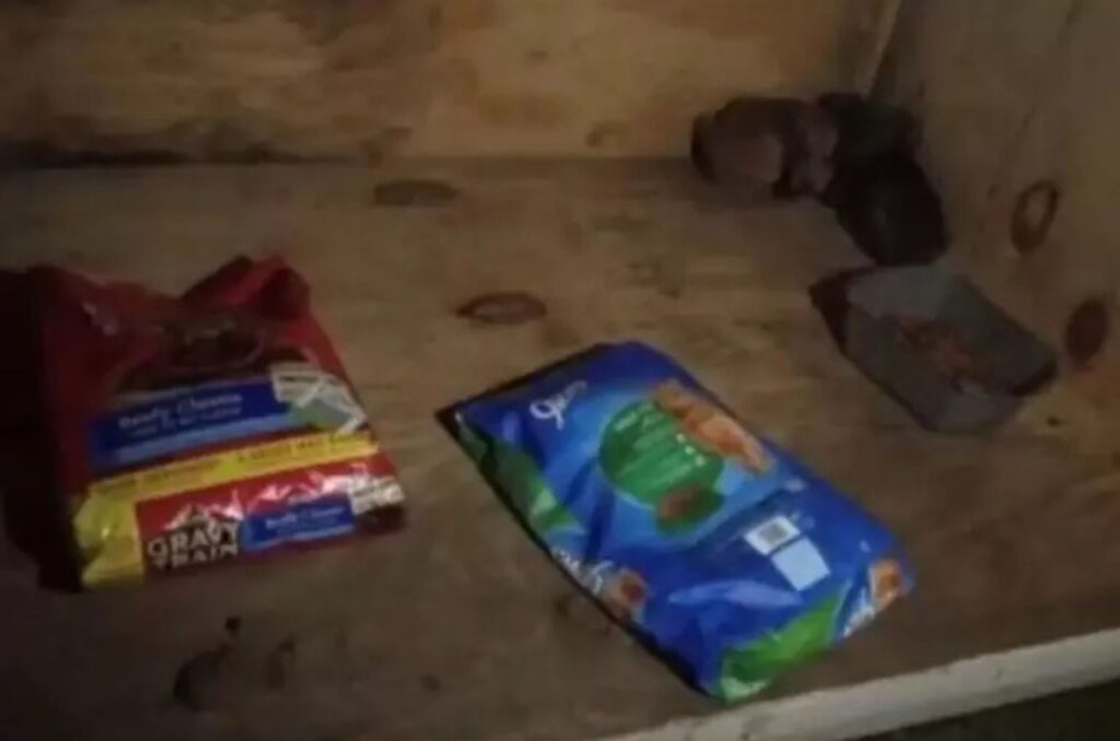 cat food in the manor