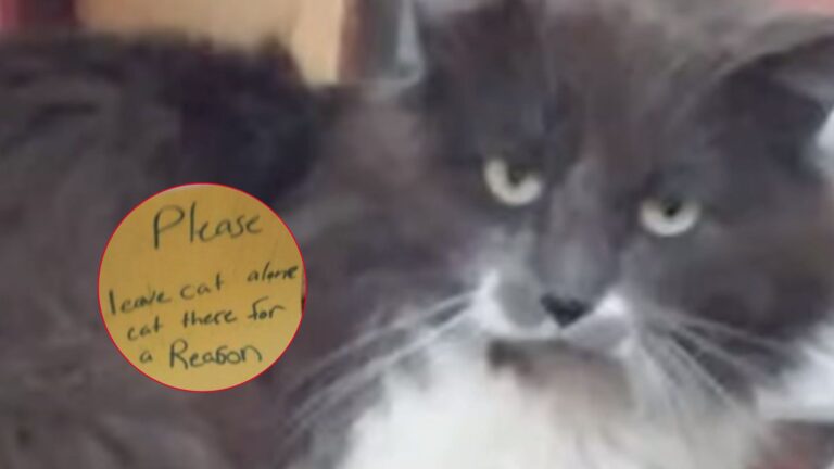 Sick Cat Found On Indiana Street With Warning Not To Touch Him: ‘He’s Here For Reason’