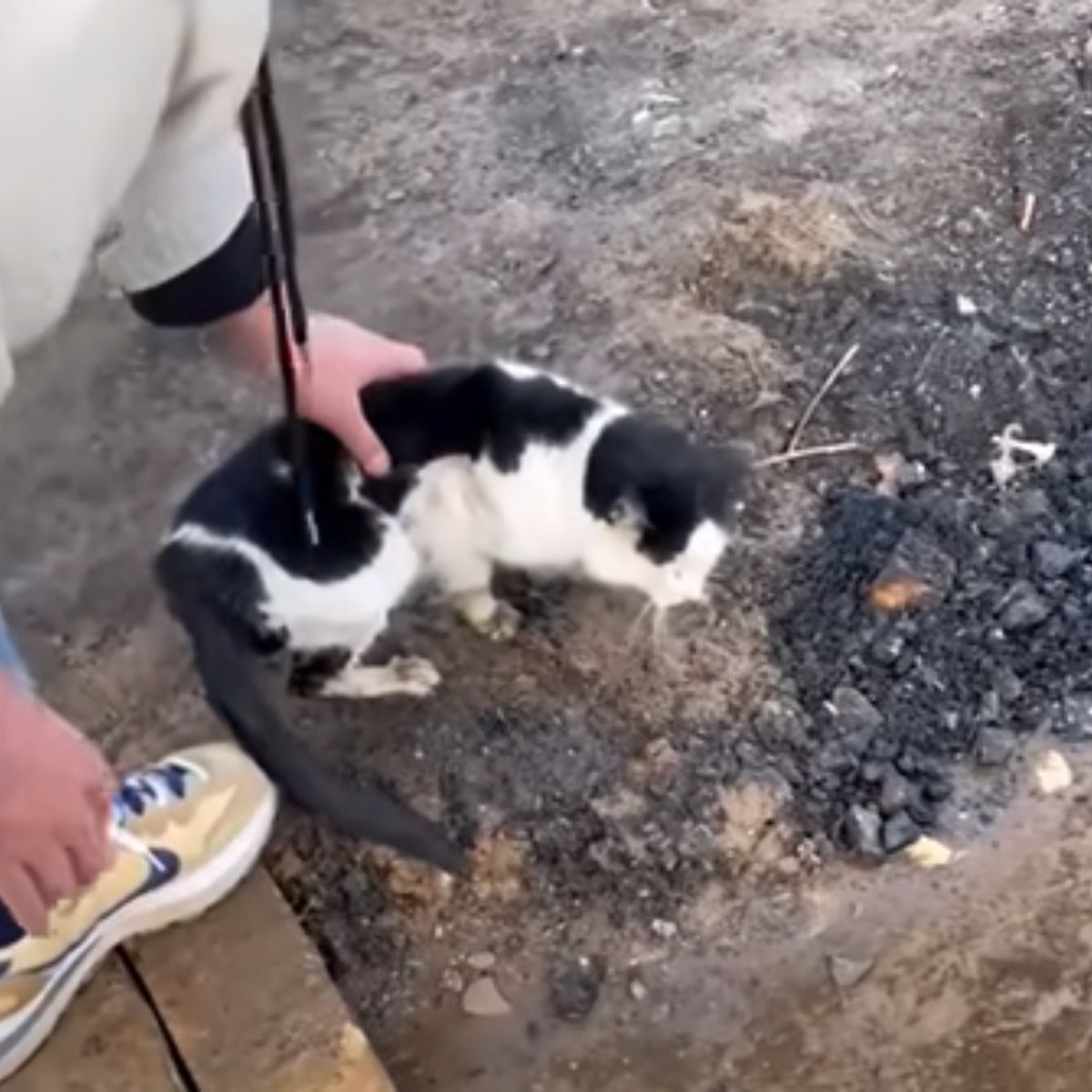 cat from the puddle is being petted