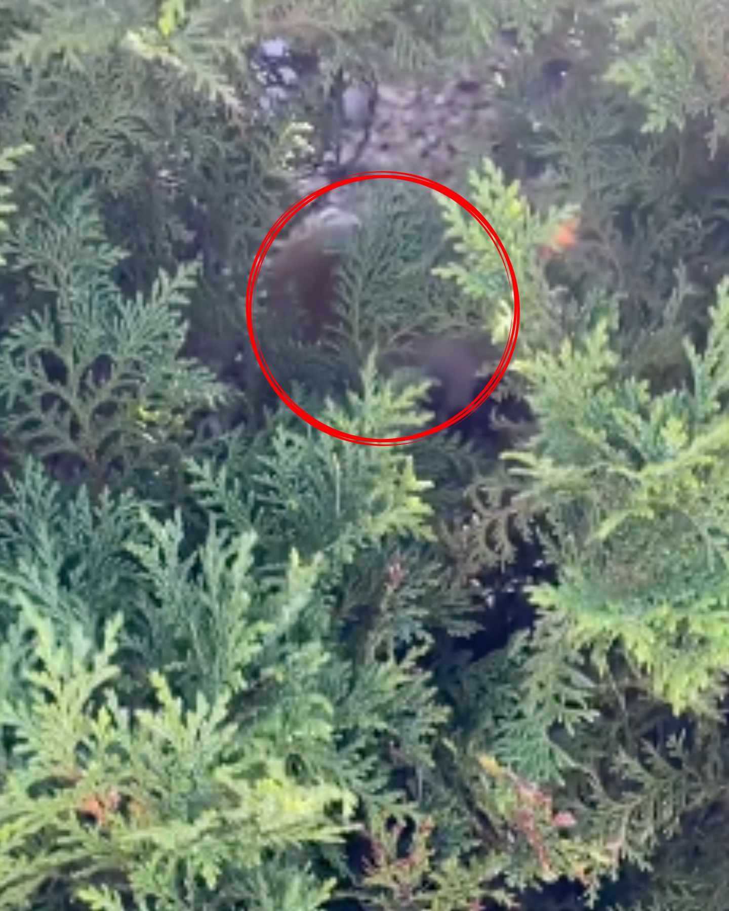 cat hiding in the bushes