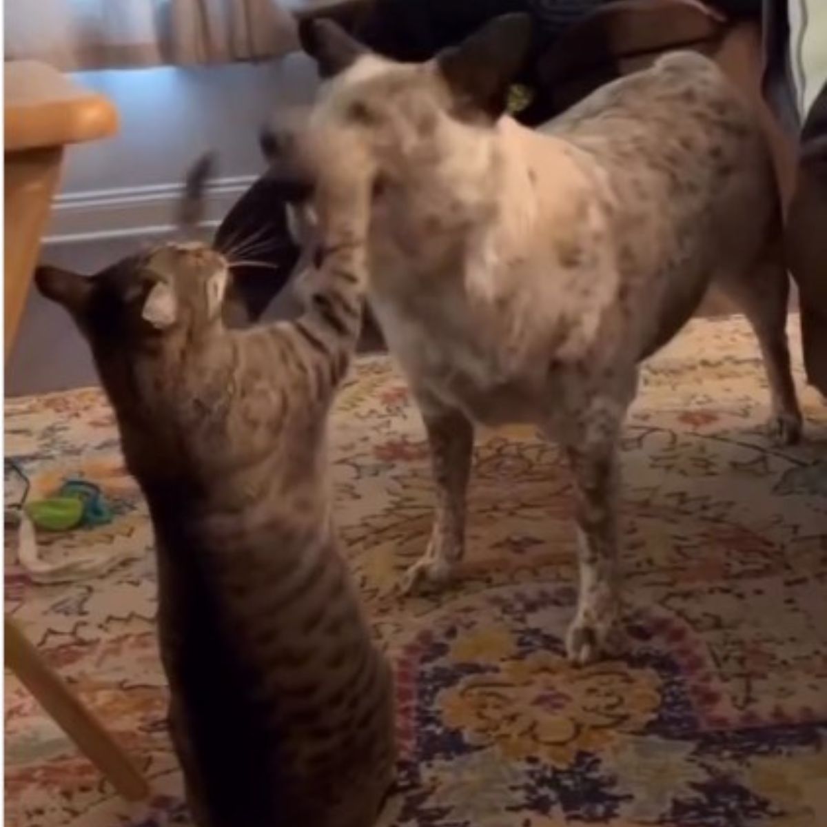 cat hits dog