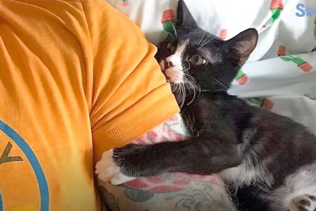 cat hugs man's hand with paws