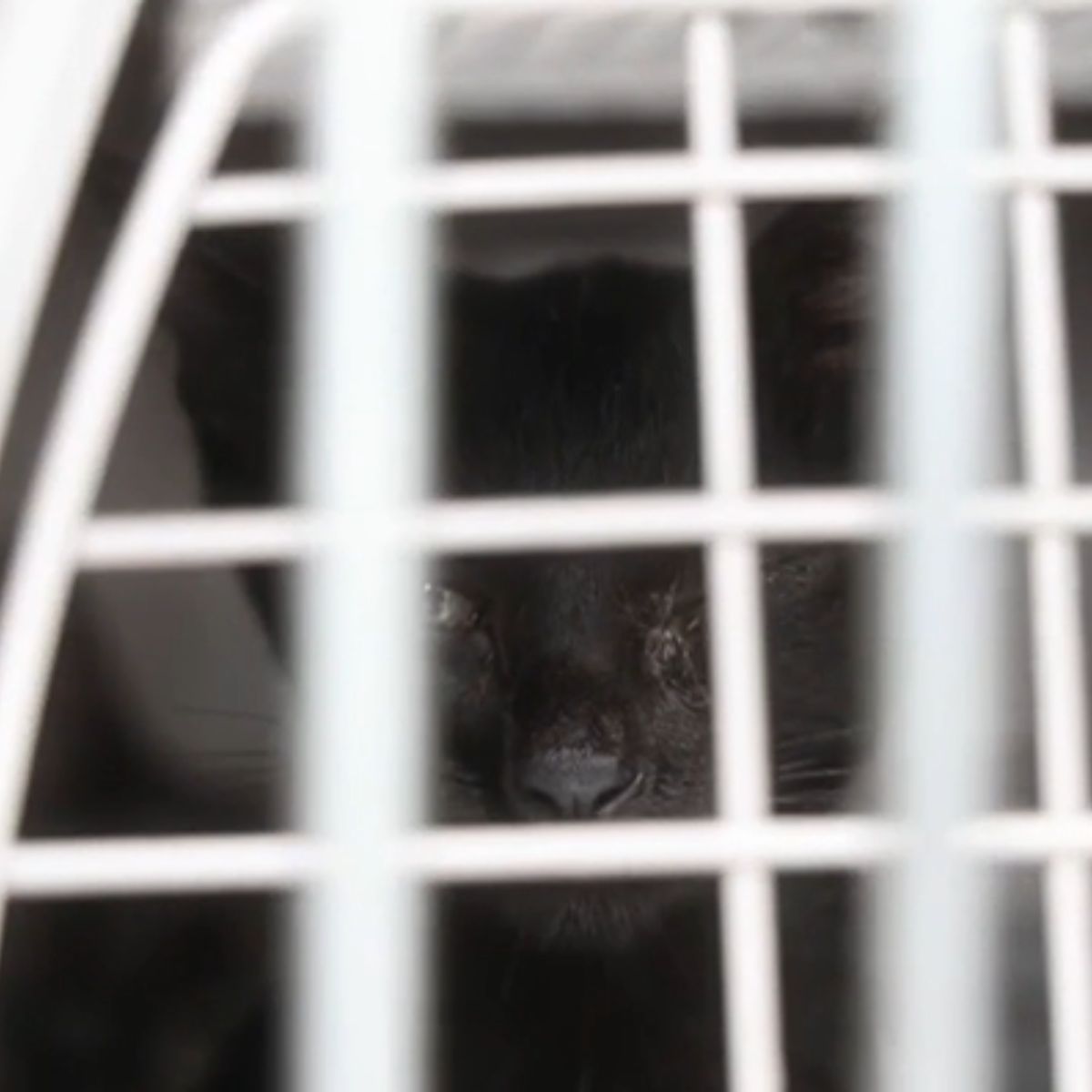 cat in a transporter