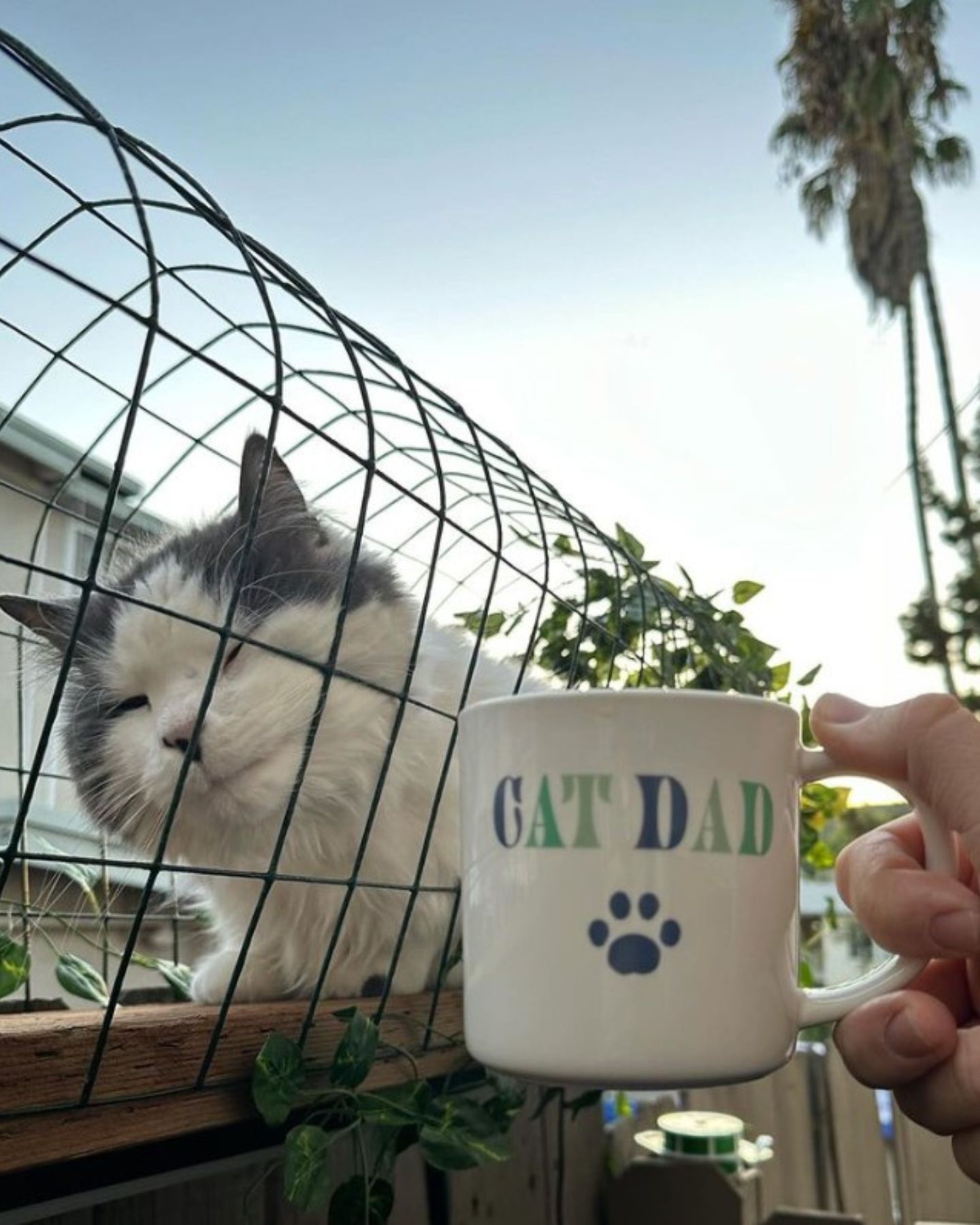 cat in catwalk construction