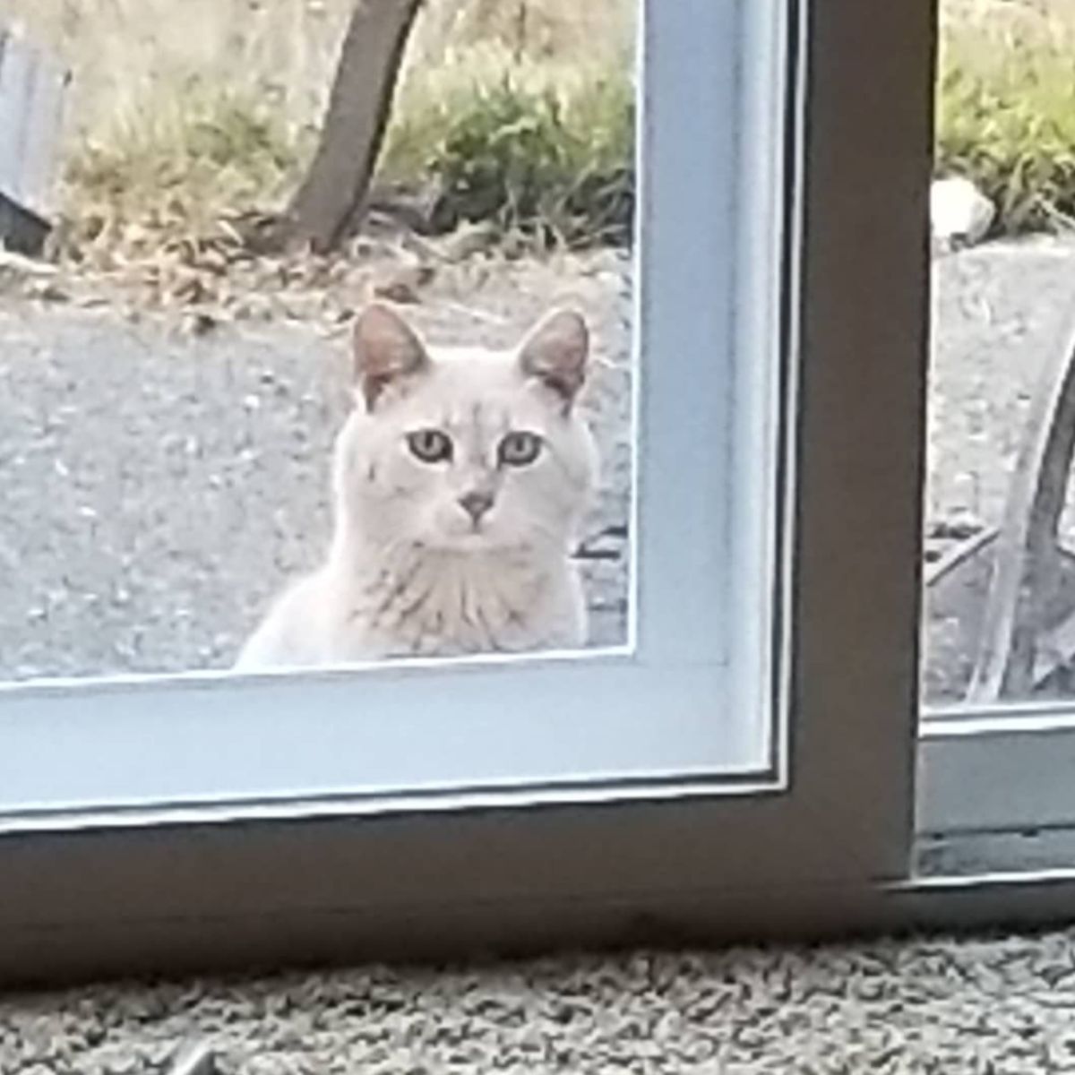 cat in front of the door