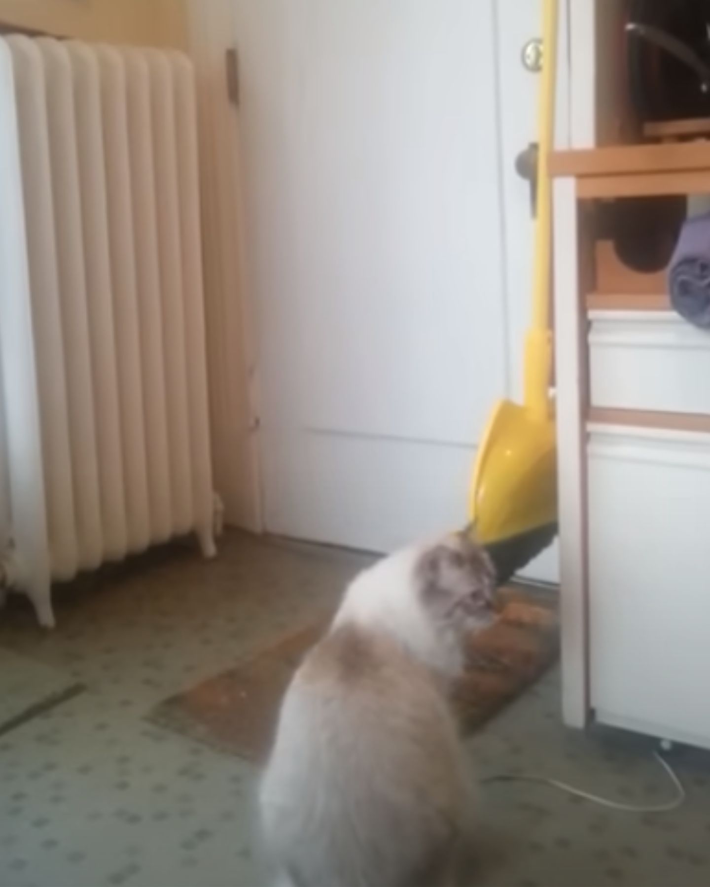 cat in house by door