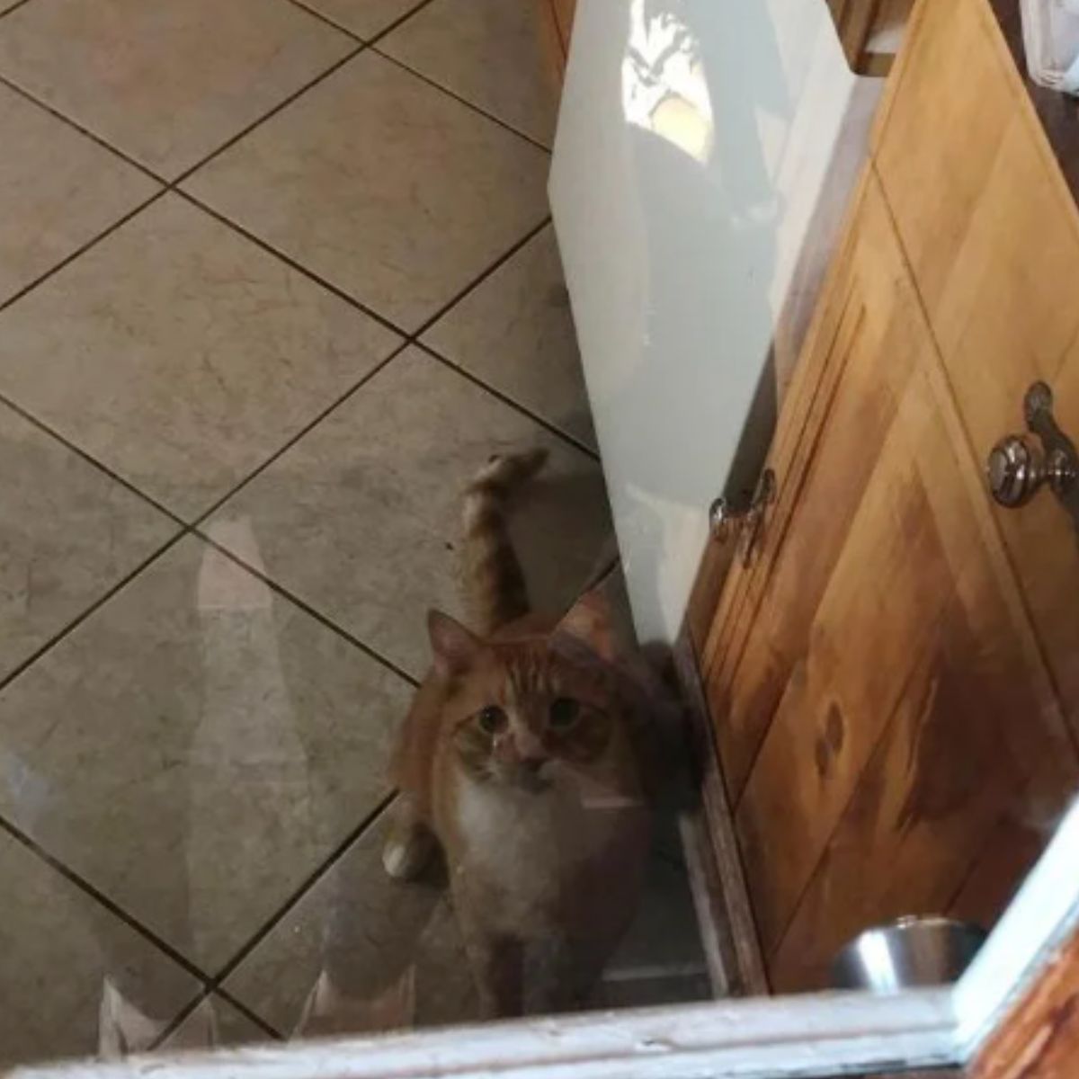 cat in the kitchen looking