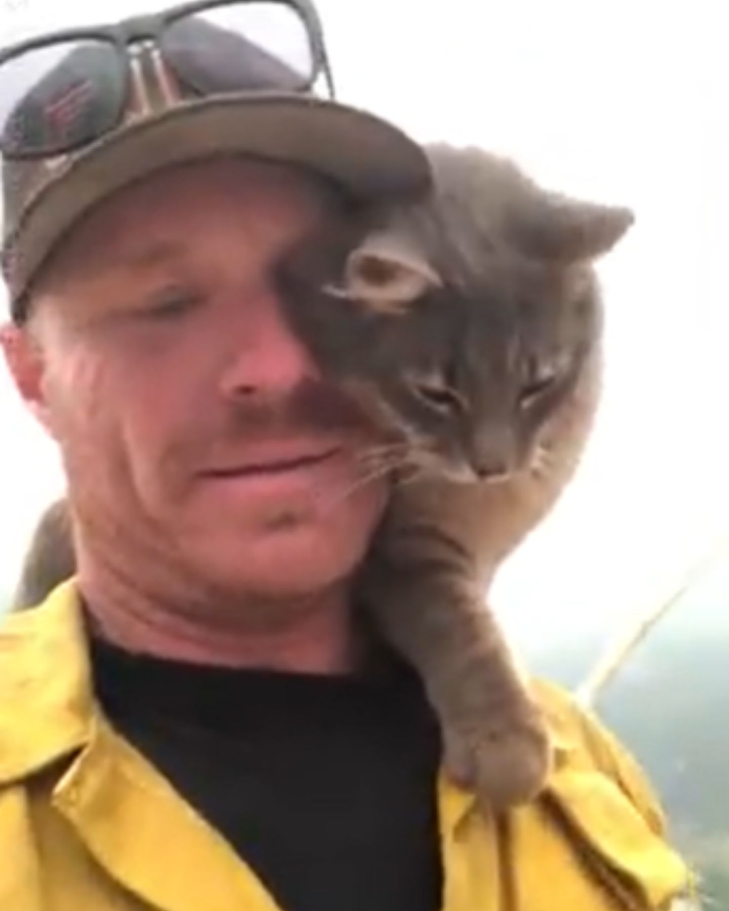 cat is petted by the man