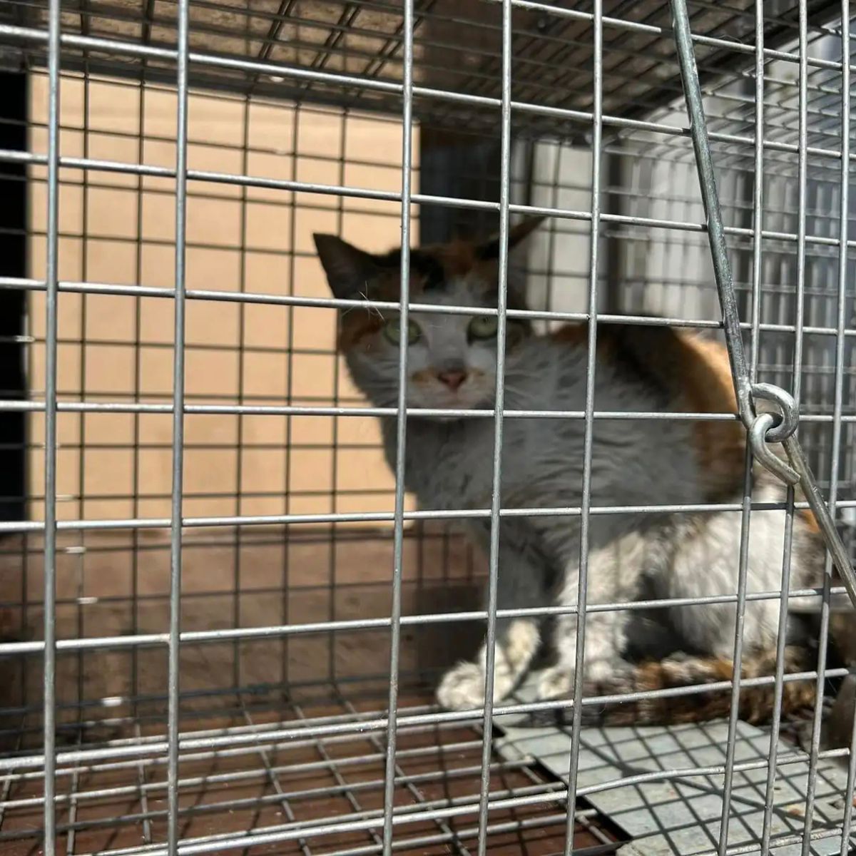 cat locked in container