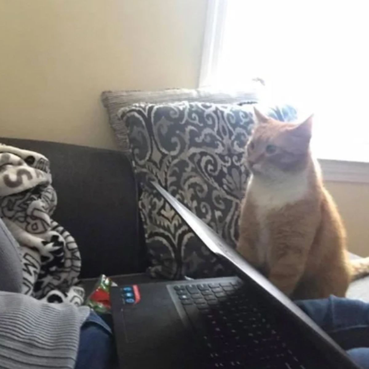 cat next to laptop