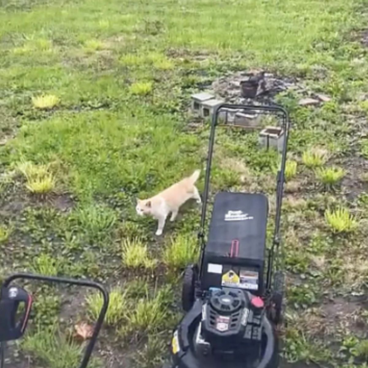 cat next to the lawnmower