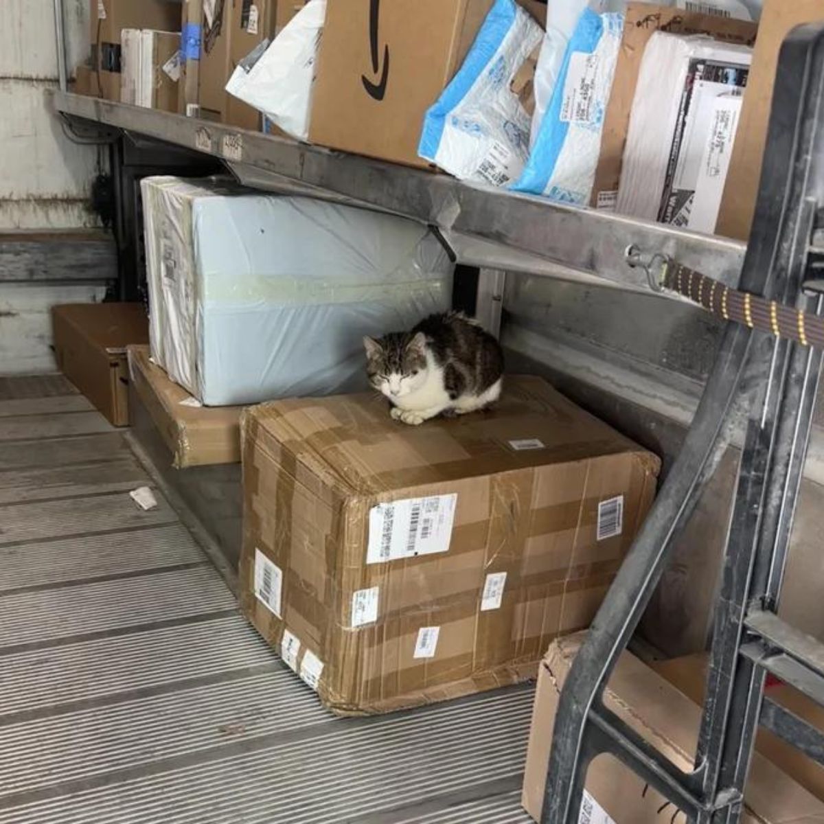 cat on cardboard box