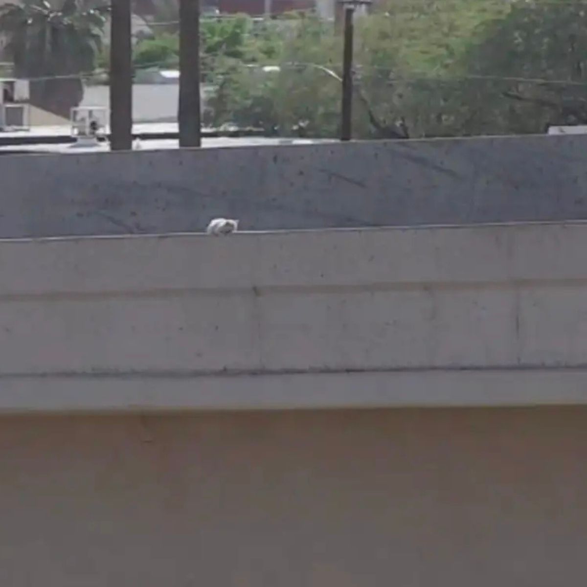 cat on the side of a freeway ram