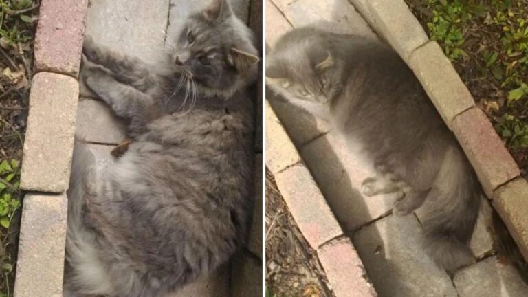 Virginia Cat Finds Unlikely New Friend In The Yard And Enjoys A Day Full Of Cuddles