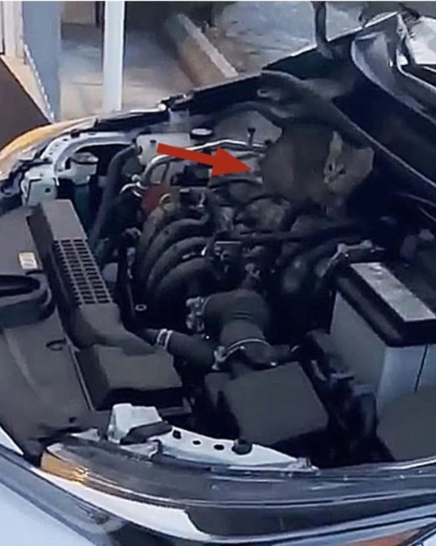 cat peeks out from the hood of the car