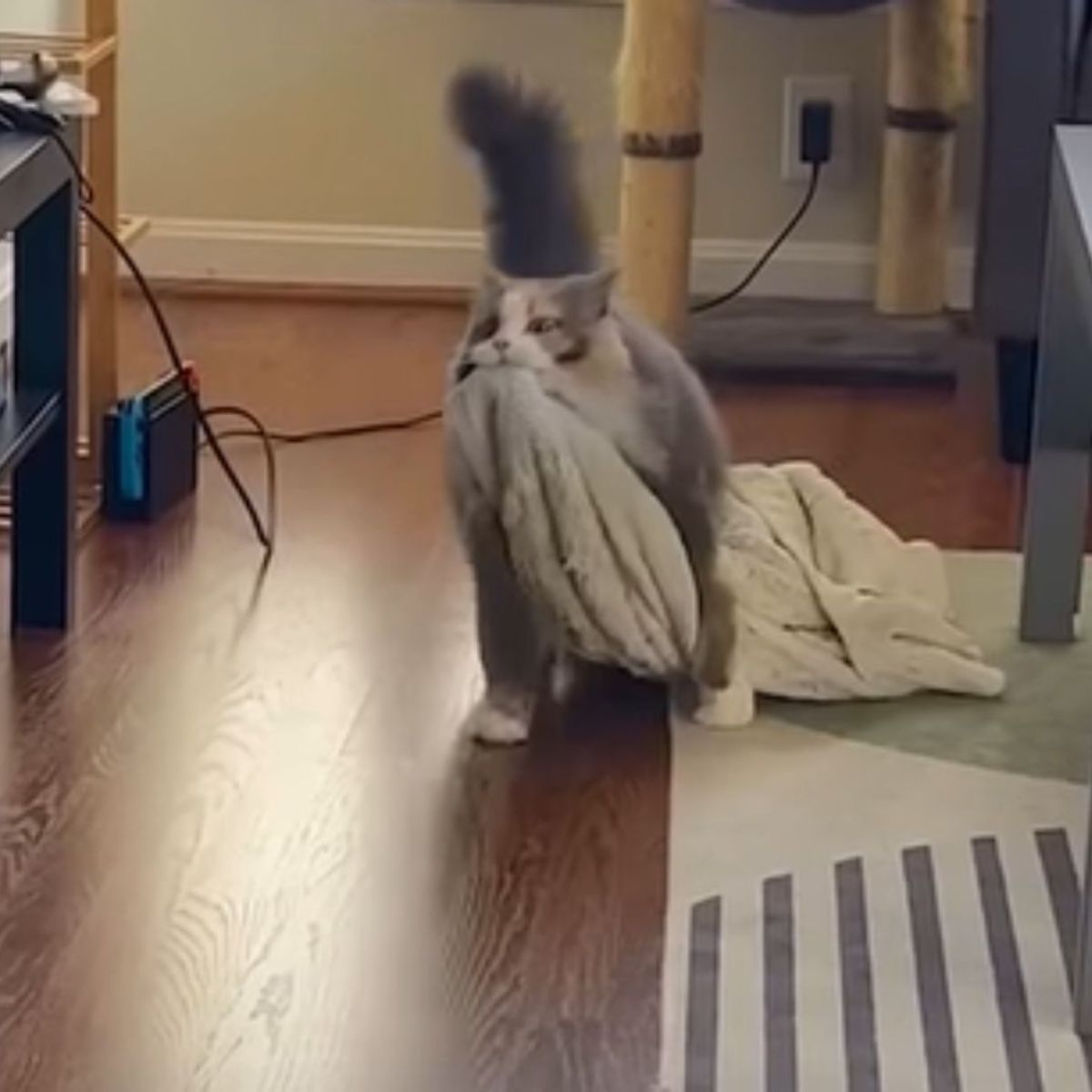 cat pulling blanket
