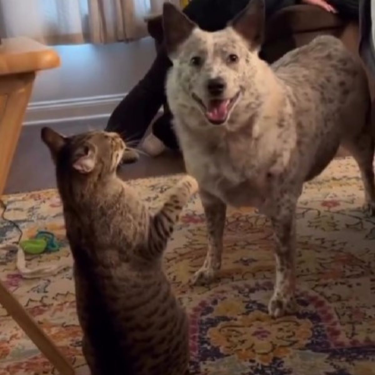 cat raises paw at dog
