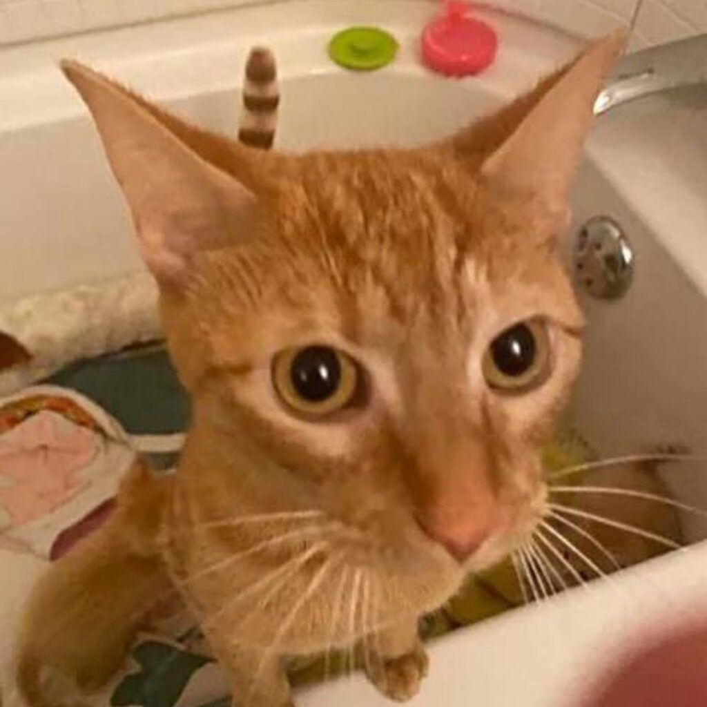 cat sitting upright in the bathtub