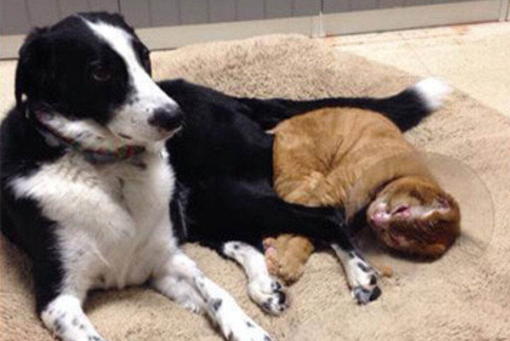 A cat with a collar lies next to a dog
