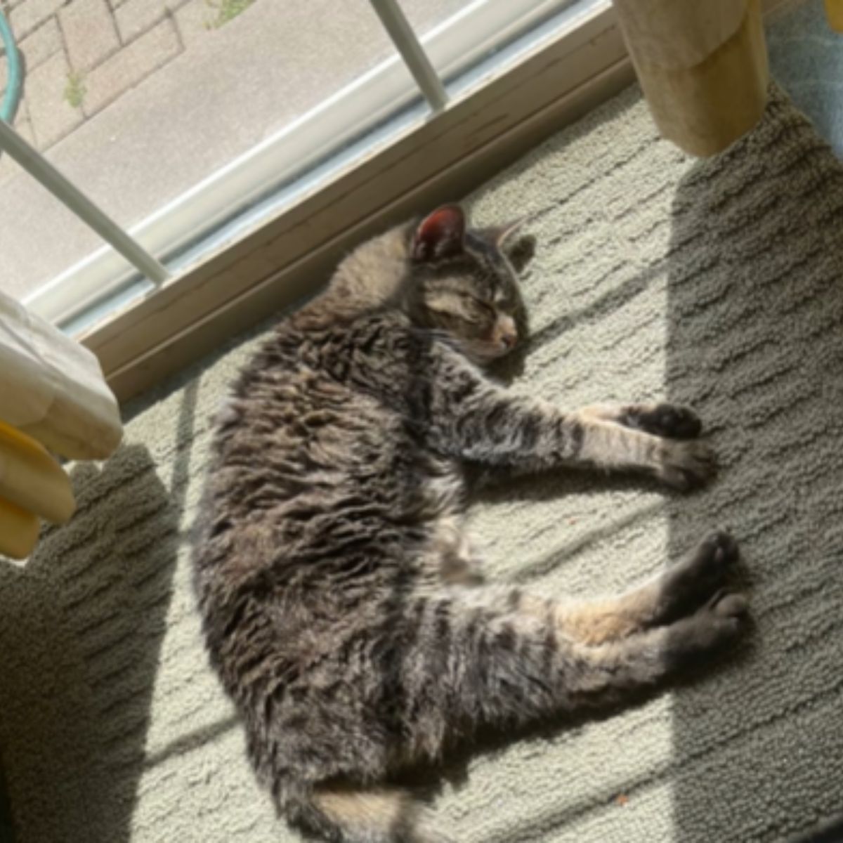 cat sleeps peacefully on the floor