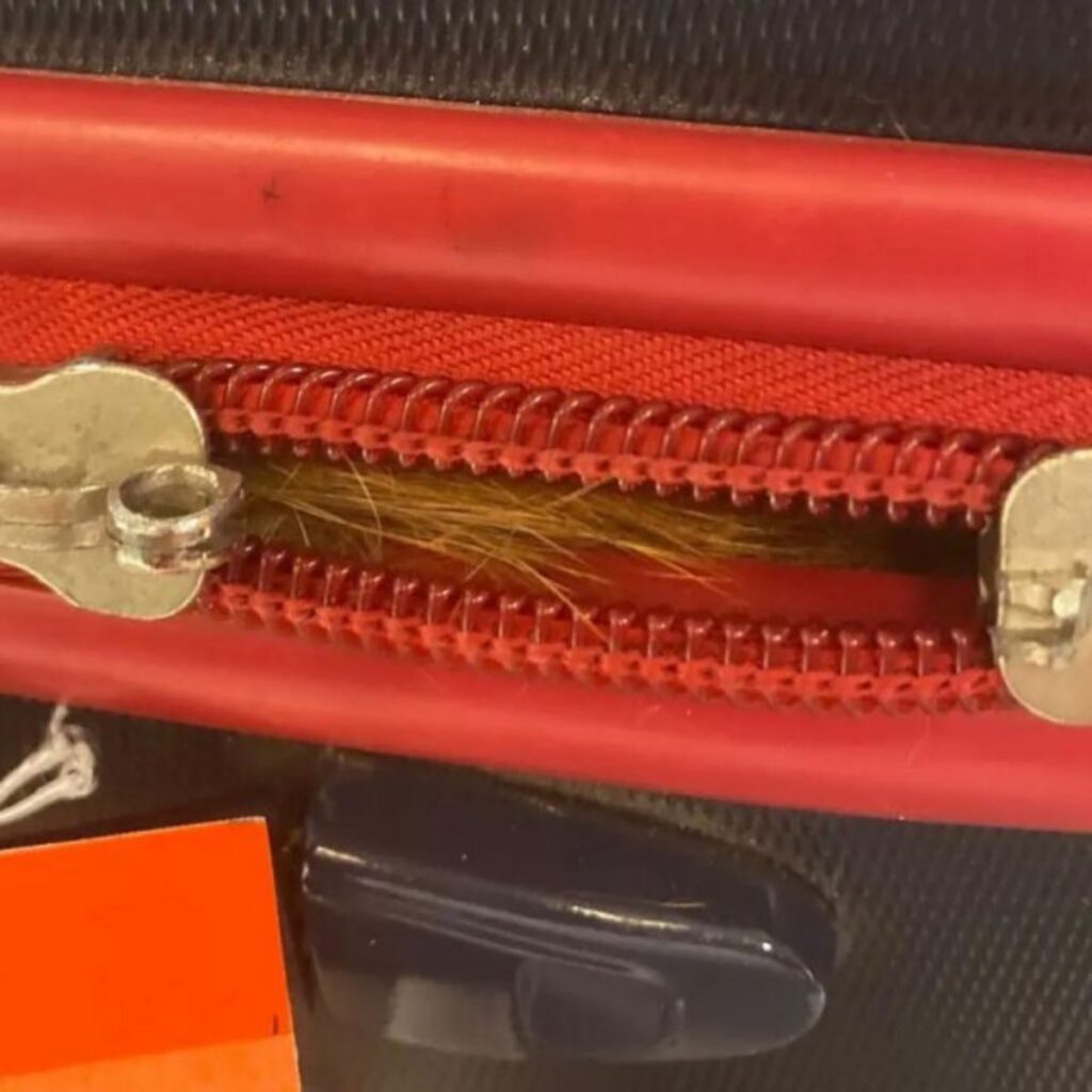 cat stuck in a suitcase