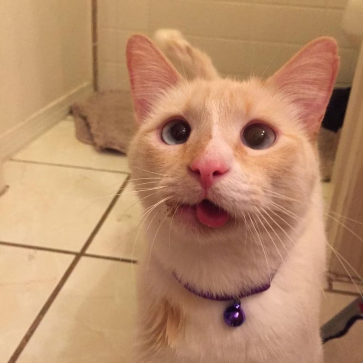 cat stuck out its tongue