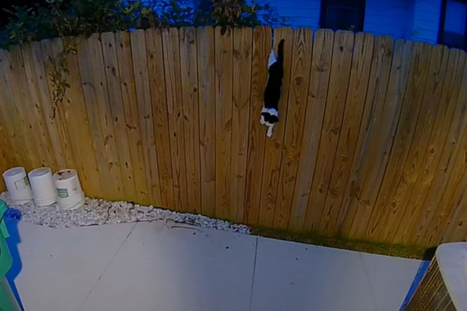 cat stuck over fence