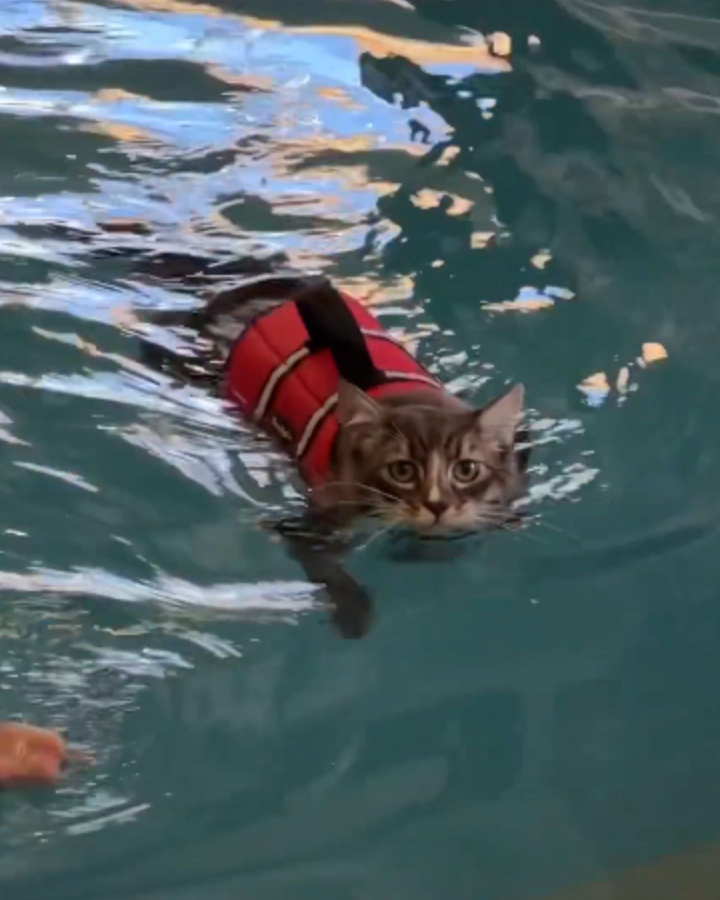cat swimming in water
