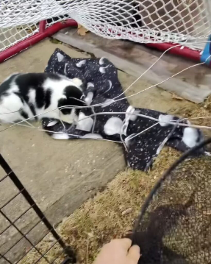 cat tangled in a net