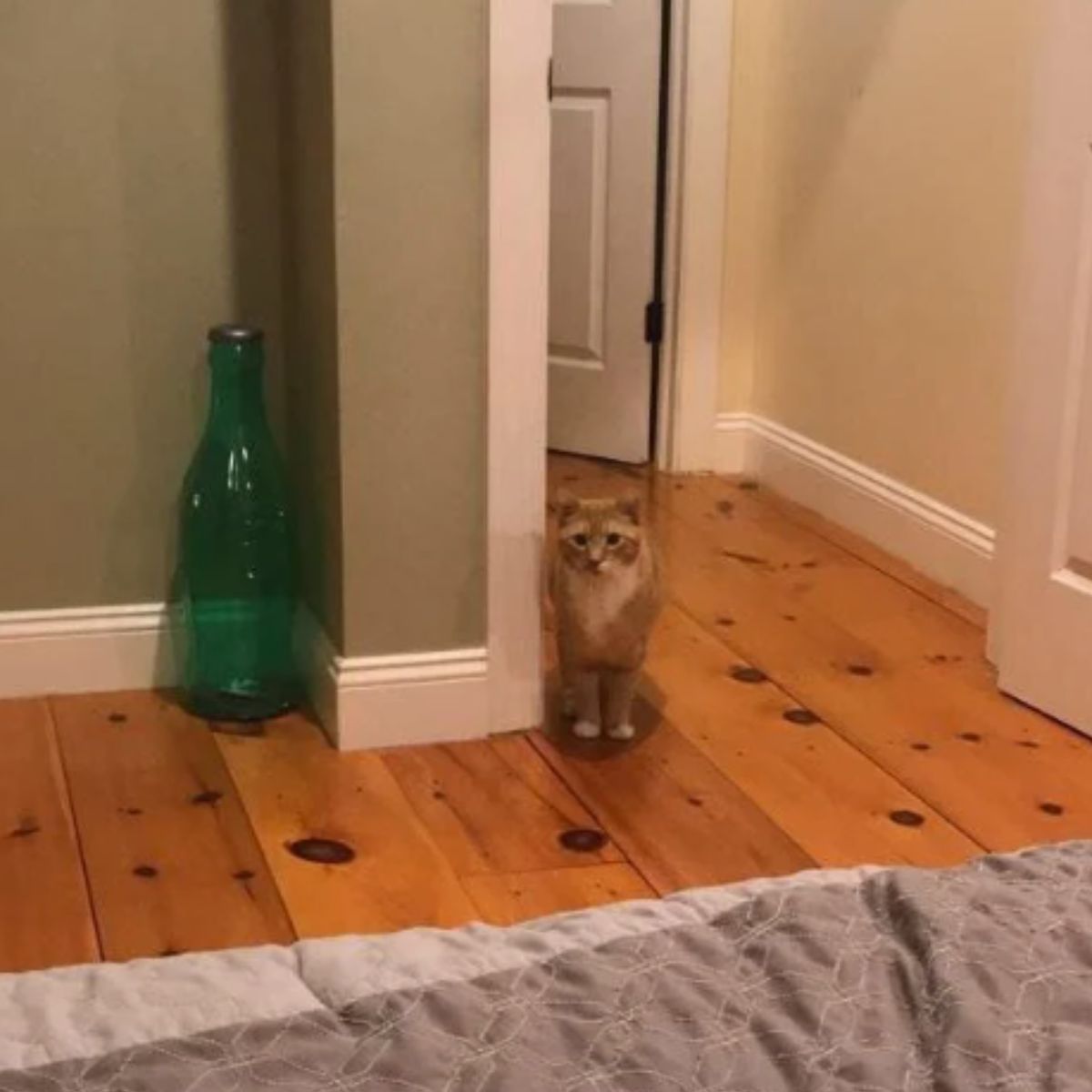 cat walking around the apartment