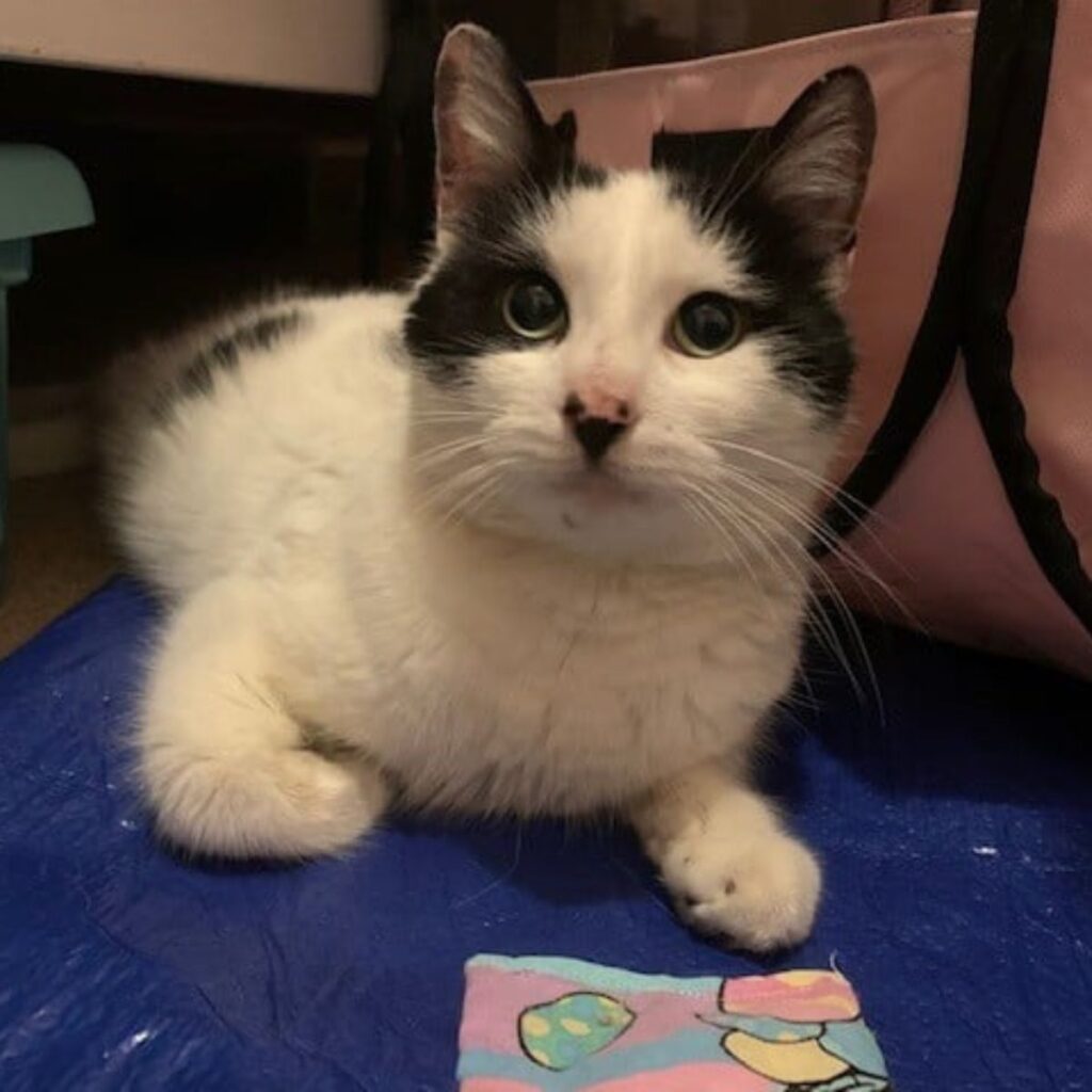 cat with big black eyes