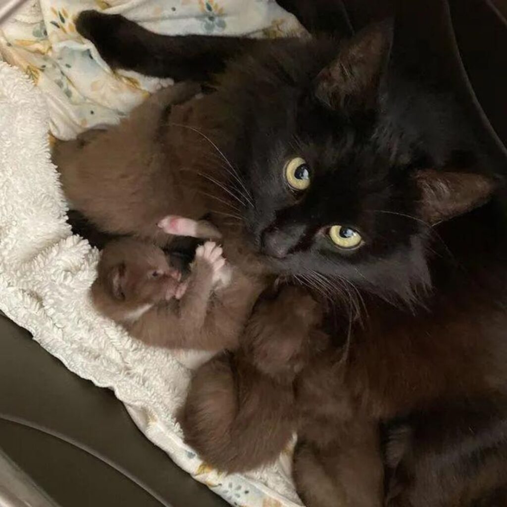 cat with kittens