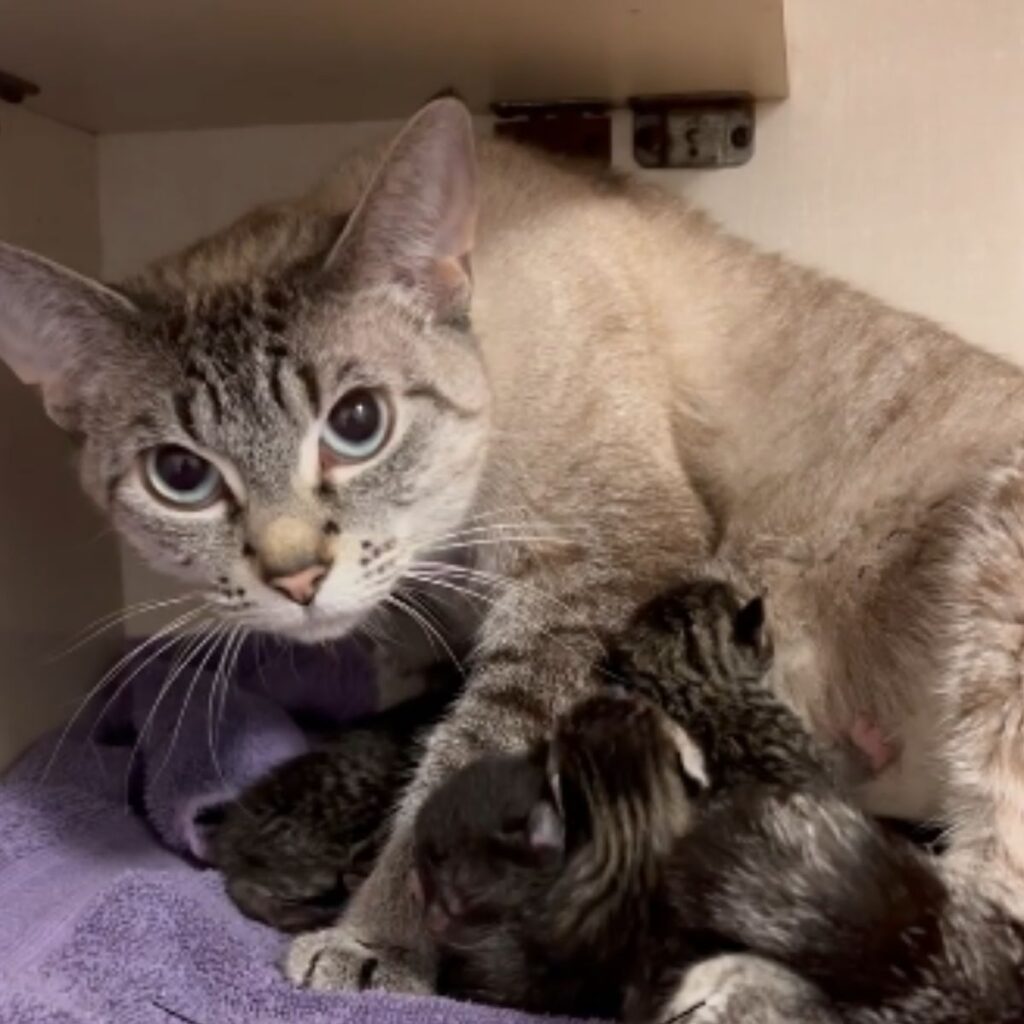 cat with kittens that are nursing her