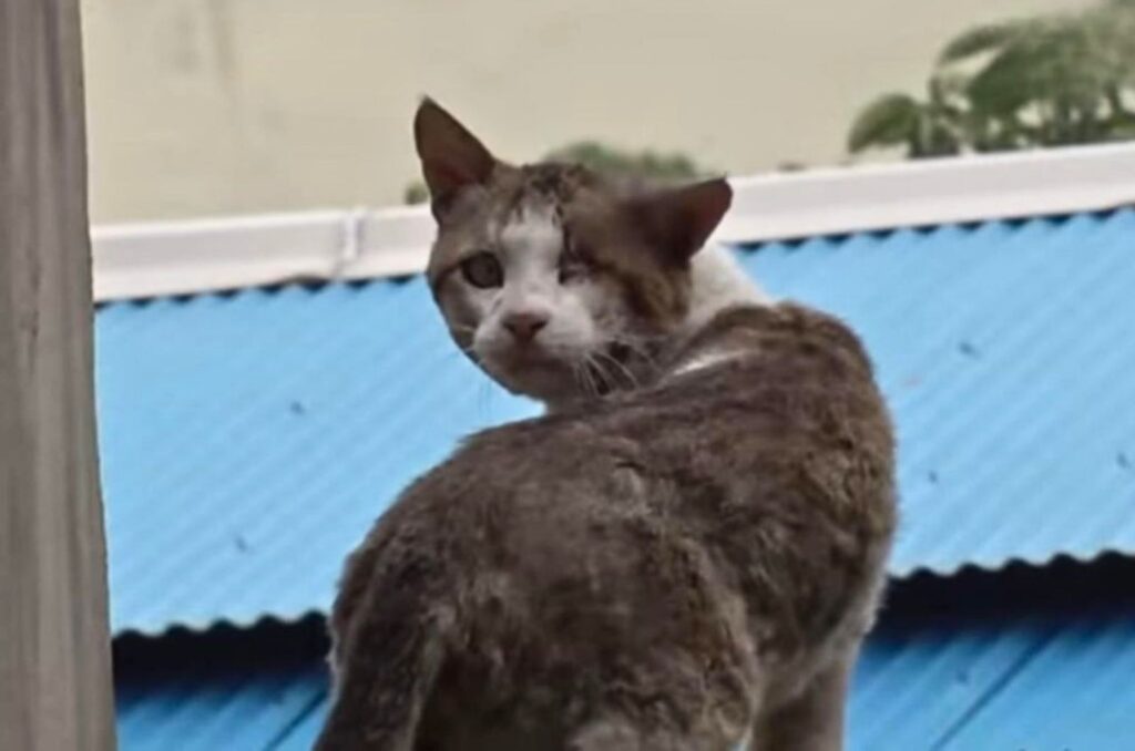 cat without one eye