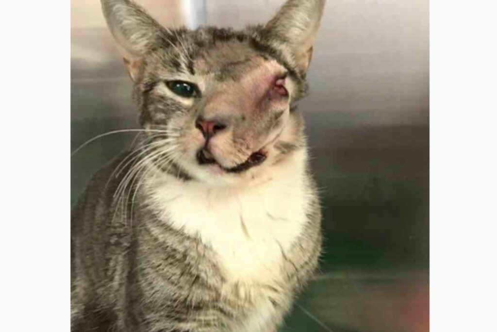 cat without one eye