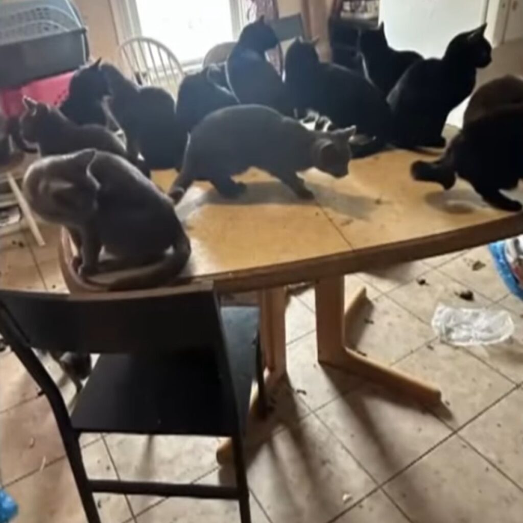 cats are sitting on the table