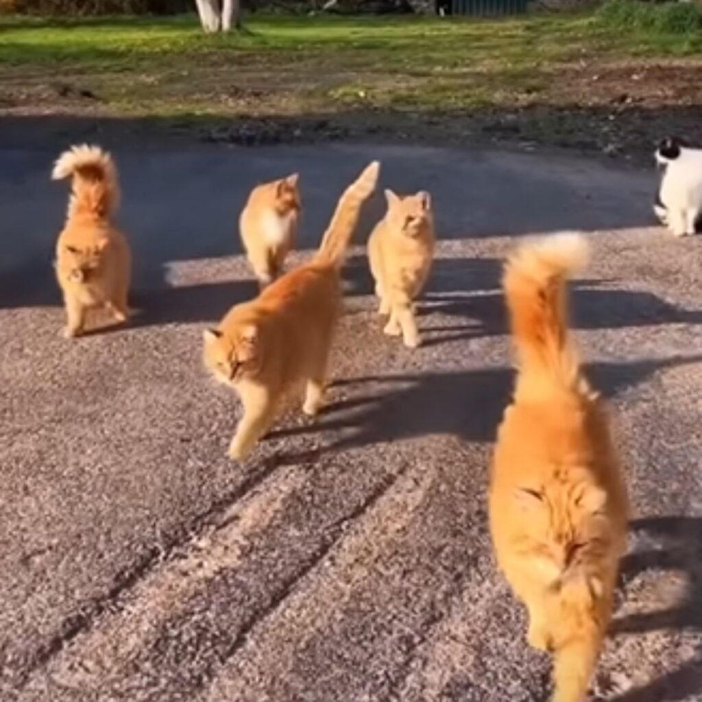 cats are walking on the sidewalk