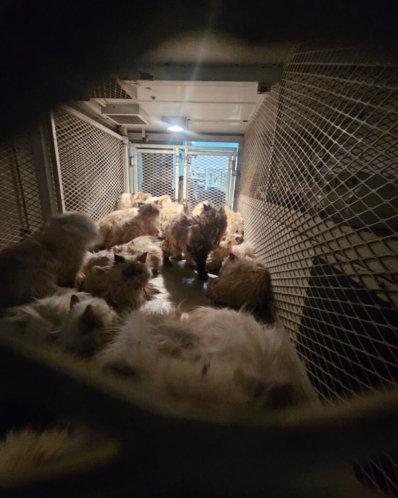 cats placed in a cage