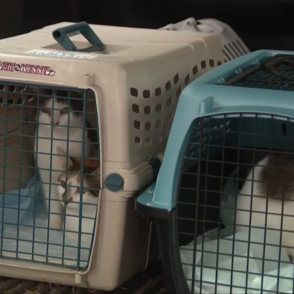 cats placed in a cage
