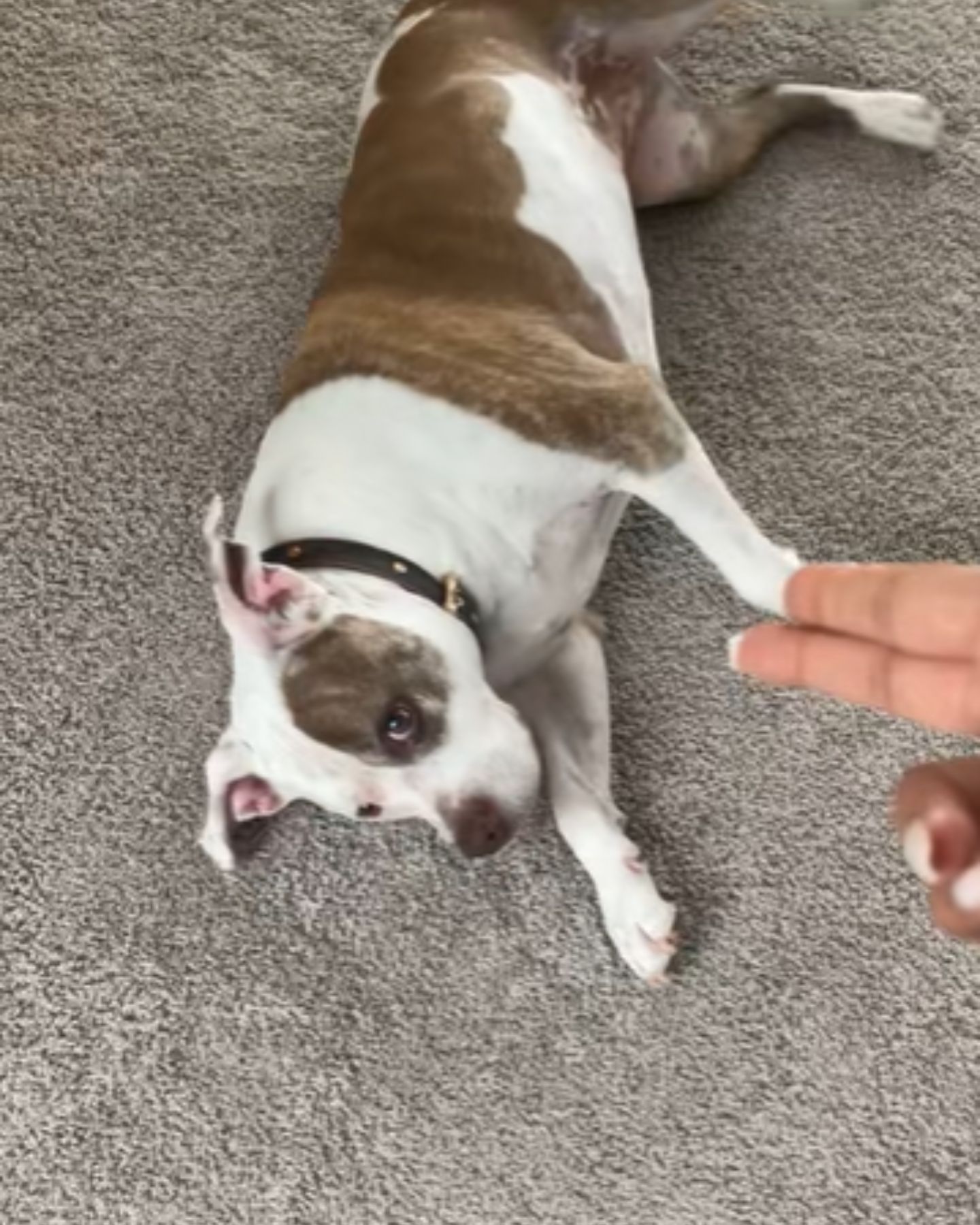 chicago dog is lying on the floor