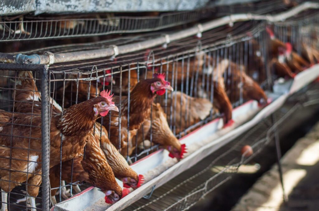 chicken in cages