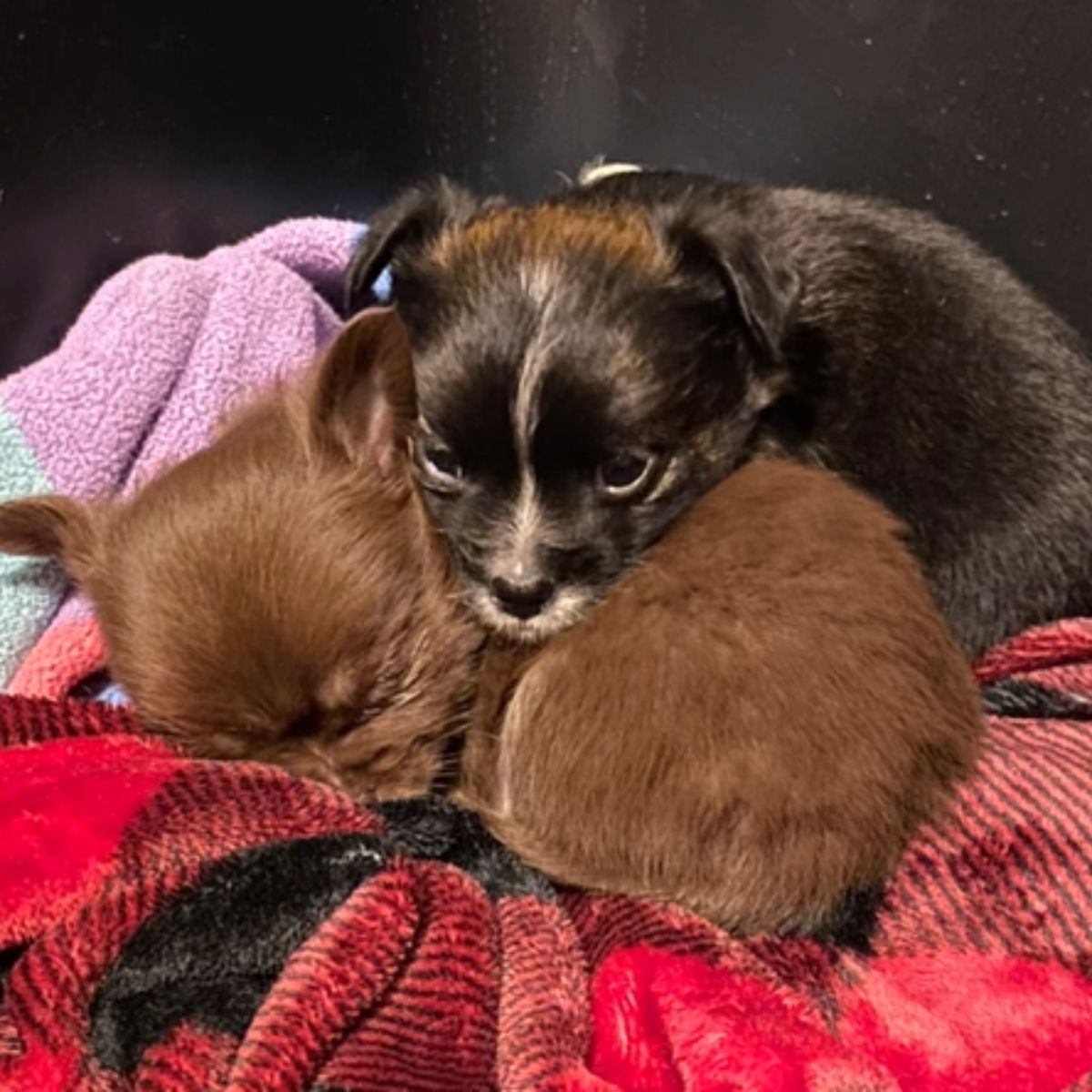 chihuahua babies