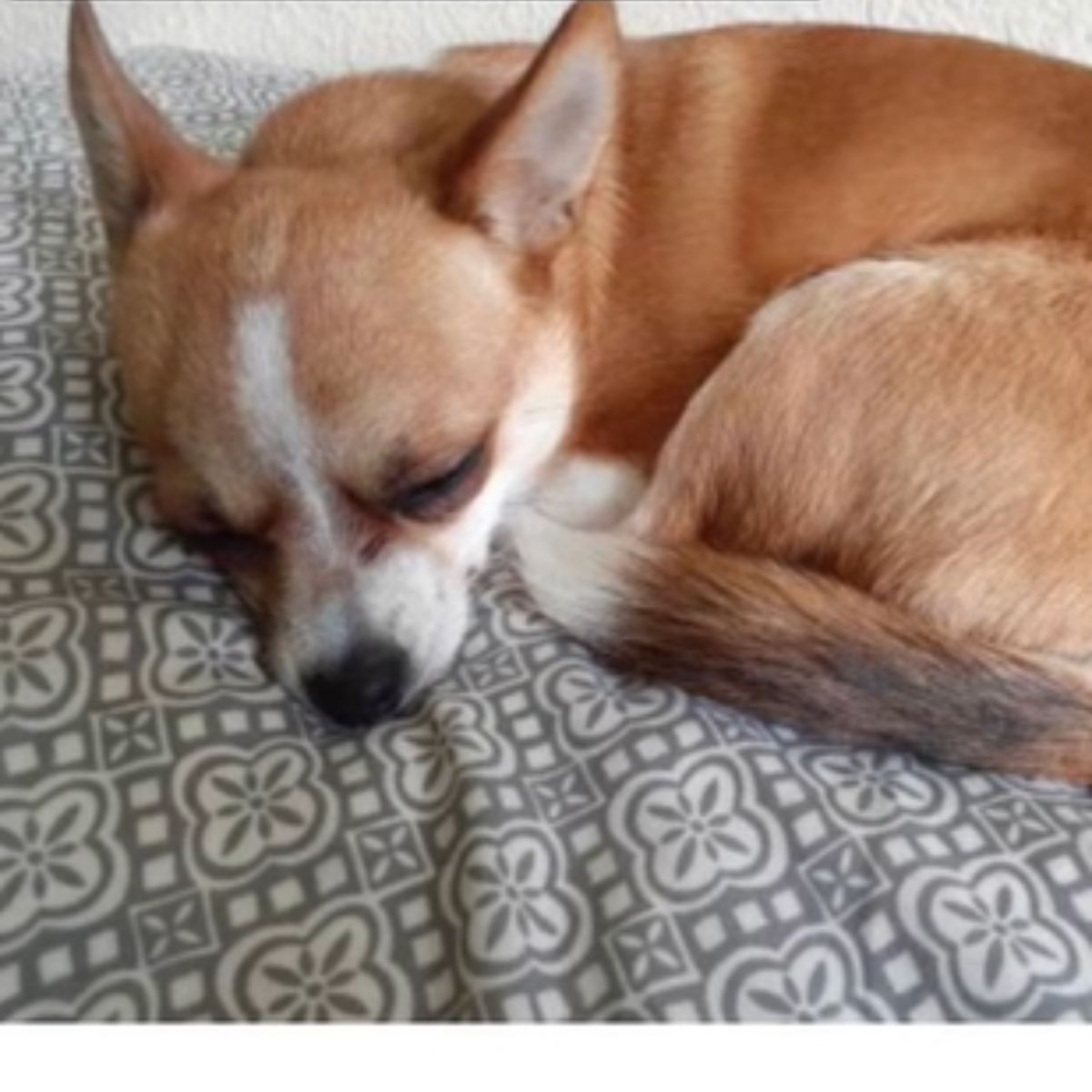 chihuahua is napping