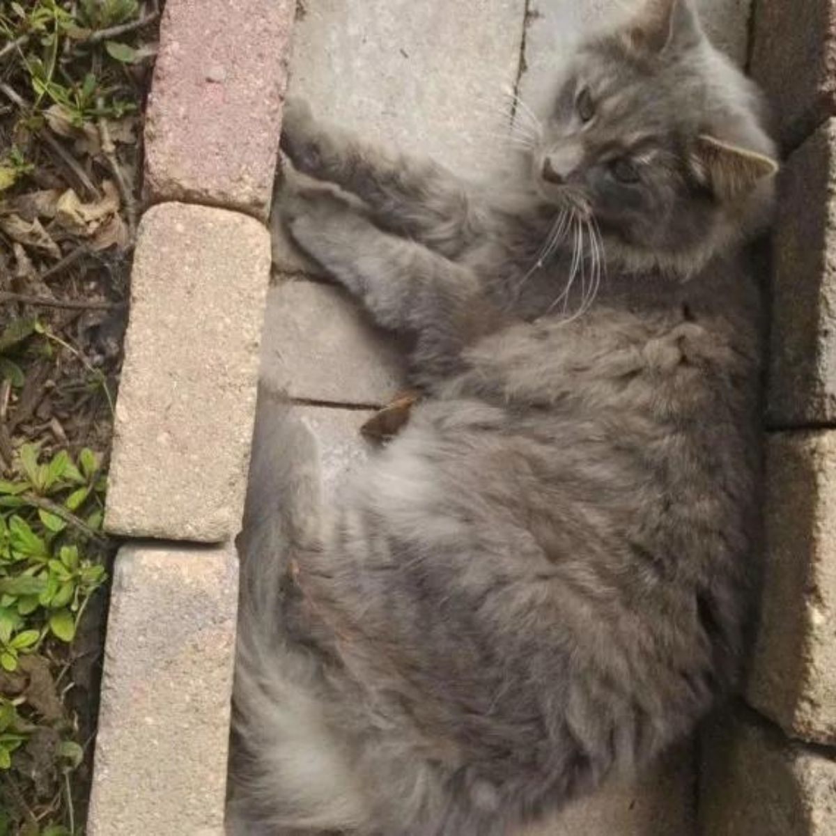 chipmunk and cat lying together