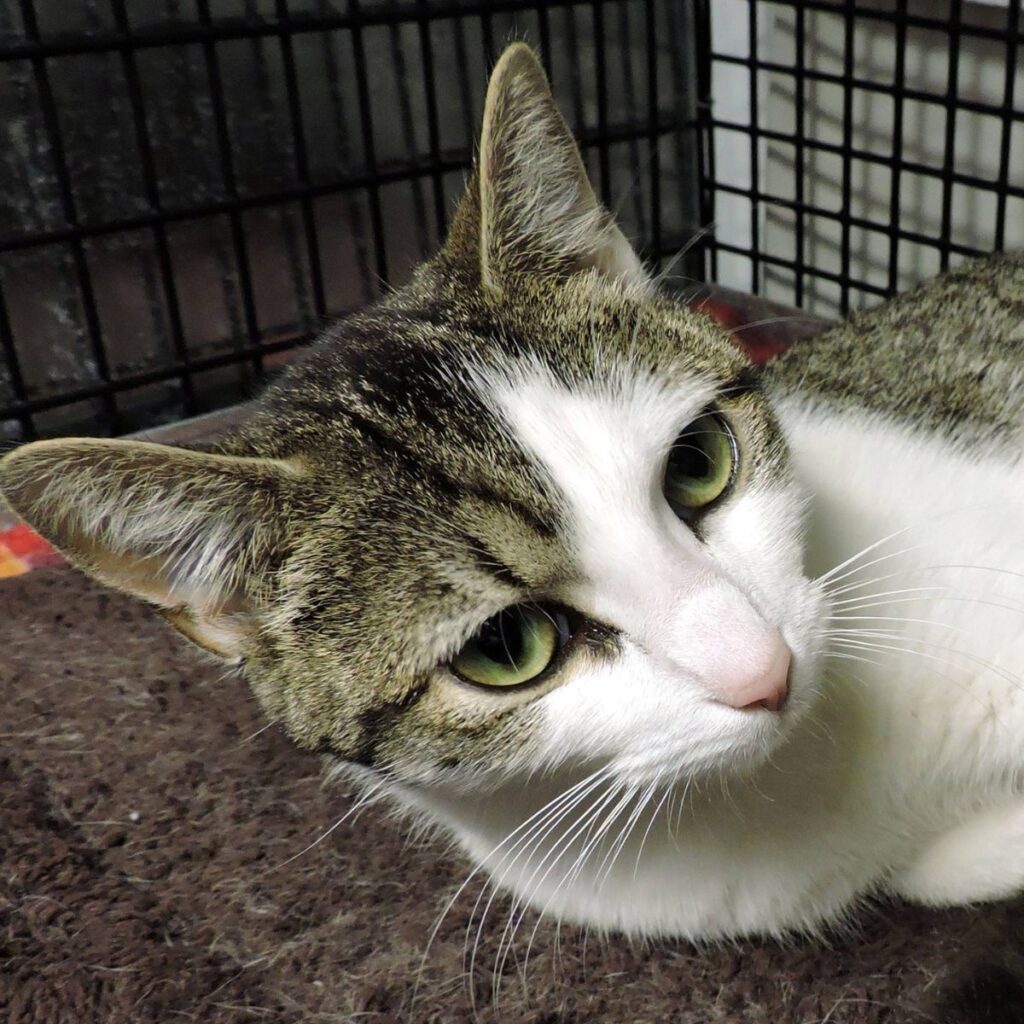 colorful cat in a cage
