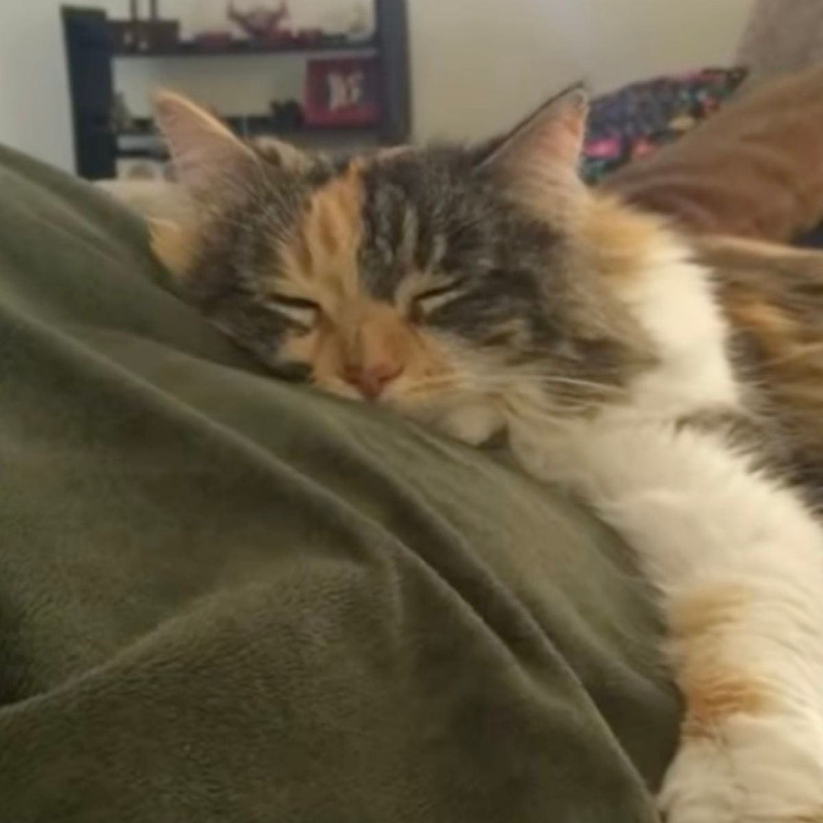 colorful kitten is napping