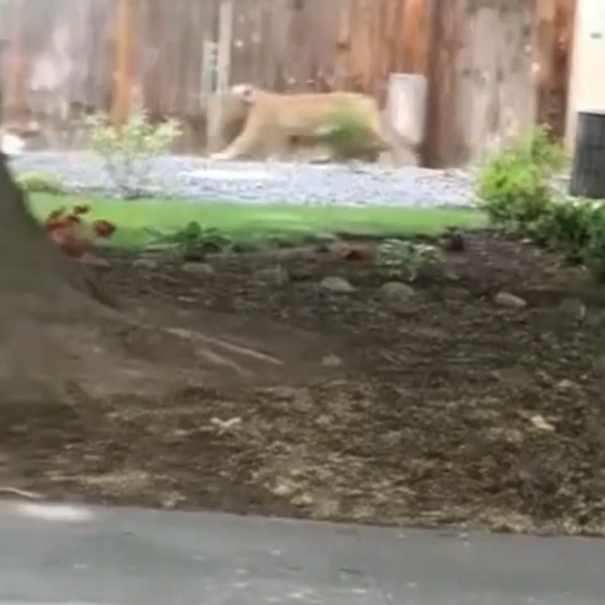 cougar runs into house