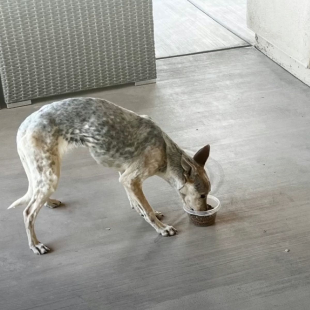 coyote eats dry food